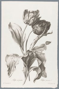 نبات القنب Garden Tulip / Tulipa gesneriana L. (العنوان على الكائن) زهور مستمدة من الطبيعة (...) (عنوان السلسلة)
