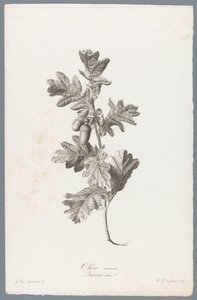 زوميريك البلوط الشائع / Quercus robur L. (العنوان على الكائن) زهور مستمدة من الطبيعة (...) (عنوان السلسلة)