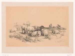 دراسة قطيع من الغنم كوبر للدراسات الحيوانية (عنوان السلسلة) Etudes d