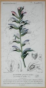 أكانثوس موليس ، حوالي 1820 (نقش ملون)