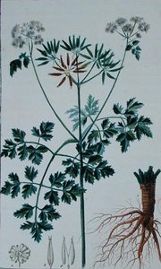 لوحة نباتية تصور Chervil ، من "Flore du Dictionnaire des sciences Medicales" بقلم فرانسوا بيير شوميتون (1775-1819) ، نُشرت في 1813-1820 (نقش ملون)