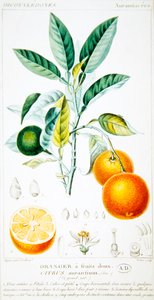 سيتروس أورانتيوم أو إشبيلية أورانج ، حوالي 1820 (نقش ملون)