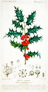 لوحة نباتية هولي (Ilex aquifolium) ، حوالي 1820 (لون ليثو)