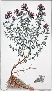 زعتر حوالي 1850 (نقش)