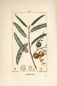 Amla (amala ، amalaki) ، الكشمش النيبالي أو الهندي ، المزخرفة myrobolan - عنب الثعلب النيبالي أو الهندي ، Phyllanthus emblica ، الأوراق ، الفاكهة والبذور. نقش على لوح نحاسي ملون يدويًا بواسطة لامبرت جونيور من رسم بيير جان فرانسوا توربين fro بواسطة بيير جان فرانسوا توربين