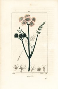 oenanthe المائي أو الشمر المائي - قطرة ماء ناعمة الأوراق ، Oenanthe aquatica. نقش على لوح نحاسي ملون يدويًا بواسطة لامبرت جونيور من رسم بيير جان فرانسوا توربين من شوميتون وبوارت و "" La Flore Medicale "،" Pari بواسطة بيير جان فرانسوا توربين