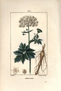 بنزوين أو إمبيراتوار - Masterwort ، Imperatoria ostruthium ، مع زهرة وأوراق وجذر. نقش على لوح نحاسي ملون يدويًا بواسطة لامبرت جونيور من رسم بيير جان فرانسوا توربين من شوميتون ، بوارت و "" لا فلور ميديكال "" لشامبرت ، بواسطة بيير جان فرانسوا توربين