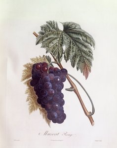 عنب مسقط الأسود Henry Louis Duhamel du Monceau ، لوحة نباتية من تصميم Pierre Jean Francois Turpin بواسطة بيير جان فرانسوا توربين