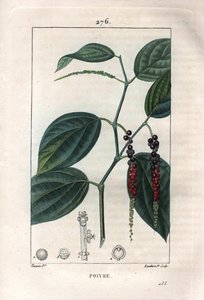 Botanical: black pepper - Black pepper with leaves and peppercorns, Piper nigrum. Handcoloured stipple copperplate engraving by Lambert from a drawing by Pierre Jean-Francois Turpin from Chaumeton, Poiret et Chamberet
