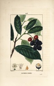 غار الكرز - غار الكرز ، Prunus laurocerasus ، مع الأوراق والفاكهة والبذور. نقش على لوح نحاسي ملون يدويًا بواسطة لامبرت جونيور من رسم بيير جان فرانسوا توربين من شوميتون ، بوارت و "" لا فلور ميديكال "لشامبرت" ، "باريس ، بواسطة بيير جان فرانسوا توربين