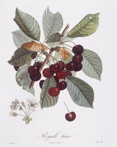 شجرة الكرز (Prunus avium) ، Henry Louis Duhamel du Monceau ، لوحة نباتية من تصميم Pierre Jean Francois Turpin بواسطة بيير جان فرانسوا توربين