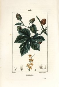 تسلق القفزات - القفزات ، Humulus lupulus. نقش على لوح نحاسي ملون يدويًا بواسطة لامبرت جونيور من رسم بيير جان فرانسوا توربين من شوميتون وبوارت وشامبيرت "" لا فلور ميديكال "،" باريس ، بانكوك بواسطة بيير جان فرانسوا توربين