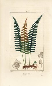 Polypod الشائعة - Polypody fern ، Polypodium vulgare ، مع الأوراق والبذور والجذر. نقش على لوح نحاسي منقوش يدويًا بواسطة لامبرت جونيور من رسم بيير جان فرانسوا توربين من شوميتون ، بوارت و "" لا فلور ميديكال "،" باريس ، بي بواسطة بيير جان فرانسوا توربين