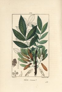 الرماد الشائع أو رماد الرماد - شجرة الدردار ، Fraxinus excelsior ، تظهر الفرع والأوراق والبذور والأوراق في الخطوط العريضة. نقش على لوح نحاسي منقوش يدويًا بواسطة لامبرت جونيور من رسم بيير جان فرانسوا توربين من شوميتون ، "" لفرقة Poiret et Chamberet ""