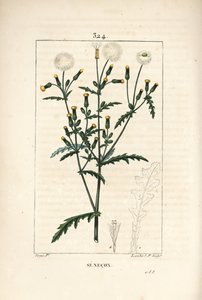 Common senecon - Common groundsel, Senecio vulgaris, with flower, leaf, seed, stalk, and leaf outline. Handcoloured stipple copperplate engraving by Lambert Junior from a drawing by Pierre Jean-Francois Turpin from Chaumeton, Poiret and Chamberet