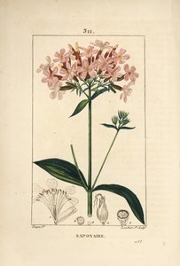 صابون شائع ، Saponaria officinalis ، مع الزهور والأوراق والساق والبذور. نقش على لوح نحاسي منقوش يدويًا بواسطة لامبرت جونيور من رسم بيير جان فرانسوا توربين من شوميتون ، بوارت و "" لا فلور ميديكال "لشامبرت ،" باريس ، بانك بواسطة بيير جان فرانسوا توربين