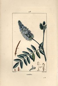 Galega - شارع الماعز ، Galega officinalis ، بالزهور والأوراق والبذور. نقش على لوح نحاسي منقوش يدويًا بواسطة دوبوا من رسم بيير جان فرانسوا توربين من شوميتون وبوارت و "لا فلور ميديكال" لباريس ، بانكوك بواسطة بيير جان فرانسوا توربين