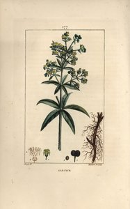 Garance des dyers - Madder ، Rubia tinctorum ، مع الجذر والزهور والأوراق والبذور. نقش على لوح نحاسي ملون يدويًا بواسطة لامبرت جونيور من رسم بيير جان فرانسوا توربين من شوميتون ، بوارت و "" لا فلور ميديكال "لشامبيرت" ، "باريس ، بواسطة بيير جان فرانسوا توربين