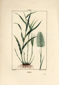 ناردين هندي ، يشير ، spicanard - Spikenard ، Andropogon nardus ، مع الأوراق والجذور والزهور. نقش على لوح نحاسي منقوش يدويًا بواسطة لامبرت جونيور من رسم بيير جان فرانسوا توربين من شوميتون وبوارت ولا فلور ميدي "" لشامبرت بواسطة بيير جان فرانسوا توربين