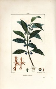 Ipeca أو Ipecacuana - Ipecacuanha ، Psychotria emetica ، مع الأوراق والزهور والجذر. نقش على لوح نحاسي منقوش يدويًا بواسطة لامبرت جونيور من رسم بيير جان فرانسوا توربين من شوميتون وبوارت و "" لا فلور ميديكال "،" بار بواسطة بيير جان فرانسوا توربين
