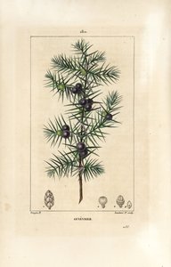 شجرة العرعر ، Juniperus vulgaris ، تظهر الأوراق والتوت والساق. نقش على لوح نحاسي ملون يدويًا بواسطة لامبرت جونيور من رسم بيير جان فرانسوا توربين من شوميتون وبوارت وشامبيرت "" لا فلور ميديكال "،" باريس ، بانكوك