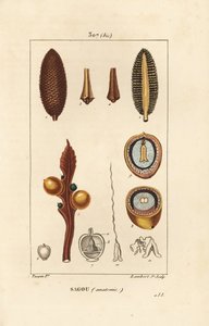 فرع كبير أو بذور السيكاس الكبيرة - Queen sago ، Cycas circinalis ، تظهر البذور والمقطع. المهددة بالخطر. نقش على لوح نحاسي منقوش يدويًا بواسطة لامبرت جونيور من رسم بيير جان فرانسوا توربين من شوميتون وبوارت و "" La "" لشامبرت بواسطة بيير جان فرانسوا توربين