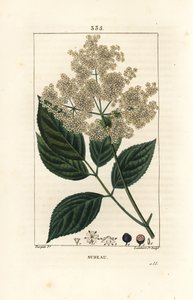 البلسان الكبير أو البلسان الأسود - شجرة البلسان الشائعة ، Sambucus nigra. نقش على لوح نحاسي منقوش يدويًا بواسطة لامبرت جونيور من رسم بيير جان فرانسوا توربين من شوميتون وبوارت و "لا فلور ميديكال" لباريس ، بانك بواسطة بيير جان فرانسوا توربين