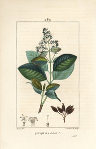Michurago أو fruta de mono ، Ladenbergia macrocarpa (Cinchona ovalifolia) ، بالزهور والأوراق والساق والبذور. نقش على لوح نحاسي منقوش يدويًا بواسطة لامبرت جونيور من رسم بيير جان فرانسوا توربين من شوميتون وبوارت وشامبيرت " بواسطة بيير جان فرانسوا توربين