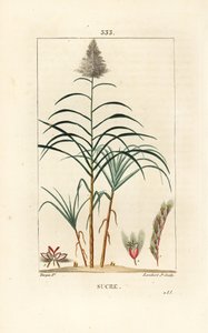 Noble cane - Sugar cane, Saccharum officinarum. Handcoloured stipple copperplate engraving by Lambert Junior from a drawing by Pierre Jean-Francois Turpin from Chaumeton, Poiret and Chamberet