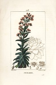 Orpin - أشباح منزلية مشتركة ، Sedum majus. نقش على لوح نحاسي منقوش يدويًا بواسطة لامبرت جونيور من رسم بيير جان فرانسوا توربين من شوميتون وبوارت وشامبيرت "" لا فلور ميديكال "،" باريس ، بانكوك بواسطة بيير جان فرانسوا توربين
