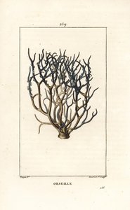Orseille أو French Purple (lichen) - Orcein أو archil ، Roccella tinctoria ، الحزاز المستخدم في الصبغ من جزر الرأس الأخضر. نقش على لوح نحاسي ملون يدويًا بواسطة لامبرت جونيور من رسم بيير جان فرانسوا توربين من شوميتون ، بوارت