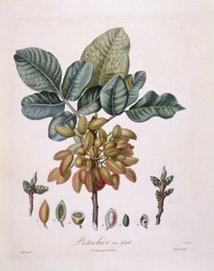 الفستق (Pistacia vera) ، Henry Louis Duhamel du Monceau ، لوحة نباتية من تصميم Pierre Jean Francois Turpin بواسطة بيير جان فرانسوا توربين