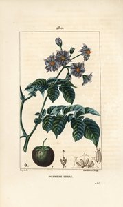 البطاطس (البطاطس) - البطاطس ، Solanum tuberosum ، مع زهرة وأوراق وساق وفاكهة. نقش على لوح نحاسي ملون يدويًا بواسطة لامبرت جونيور من رسم بيير جان فرانسوا توربين من شوميتون وبوارت و "" لا فلور ميديكال "لشامبيرت" ، "باريس بواسطة بيير جان فرانسوا توربين