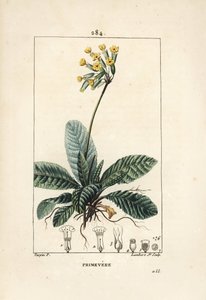 Primevere officinale ou brerelle ، cuckoo ، Herb a la paralysis ، Herb de Saint Paul ، primerolle - Cowslip ، Primula veris ، تظهر الأزهار والأوراق والجذور. نقش على لوح نحاسي ملون يدويًا بواسطة لامبرت جونيور من رسم بيير جان فرانسوا ترب بواسطة بيير جان فرانسوا توربين
