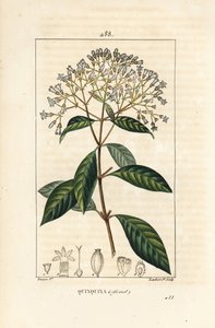 Quinquina - شجرة الكينين أو اللحاء البيروفية ، Cinchona officinalis ، مع الزهور والفروع والأوراق والبذور. نقش على لوح نحاسي منقوش يدويًا بواسطة لامبرت جونيور من رسم بيير جان فرانسوا توربين من شوميتون وبوارت ولوحة لا فلو "" لشامبرت