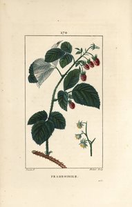 توت العليق - توت العليق ، Rubus idaeus ، تظهر الأزهار والأوراق والأشواك والفاكهة الناضجة. نقش على لوح نحاسي منقوش يدويًا بواسطة لامبرت جونيور من رسم بيير جان فرانسوا توربين من شوميتون ، "" La Flore Medicale لـ Poiret et Chamberet "،" P بواسطة بيير جان فرانسوا توربين