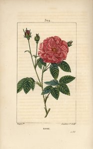 Rose de France أو Rose de Provins - الورد ، روزا غاليكا ، مع البراعم والزهرة والأوراق والساق الشائك. نقش على لوح نحاسي منقوش يدويًا بواسطة لامبرت جونيور من رسم بيير جان فرانسوا توربين من شوميتون وبوارت و "" لا فلور مي "" لشامبرت بواسطة بيير جان فرانسوا توربين