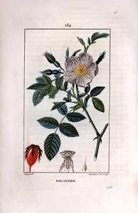 غصن ثمر الورد مع التوت (الوركين أو الوركين) والورد - الورد البري بري ، روزا كانينا ، مع الزهرة والبرعم والورد. نقش على لوح نحاسي ملون يدويًا بواسطة لامبرت جونيور من رسم بيير جان فرانسوا توربين من شوميتون ، بوارت وآخرون بواسطة بيير جان فرانسوا توربين
