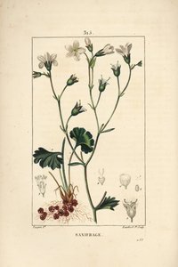 Saxifrage granulee أو Saxifrage a bulbbles - Meadow saxifrage ، Saxifraga granulata ، مع زهرة وأوراق وساق وجذر. نقش على لوح نحاسي ملون يدويًا بواسطة لامبرت جونيور من رسم بيير جان فرانسوا توربين من شوميتون وبوارت وتشا بواسطة بيير جان فرانسوا توربين