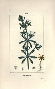 Scratteron أو rieble ، grateron ، خدش اللسان ، gaille - Goose grass ، Galium aparine. نقش على لوح نحاسي ملون يدويًا بواسطة لامبرت جونيور من رسم بيير جان فرانسوا توربين من شوميتون وبوارت و "" لا فلور ميديكال "لشامبرت" بواسطة بيير جان فرانسوا توربين