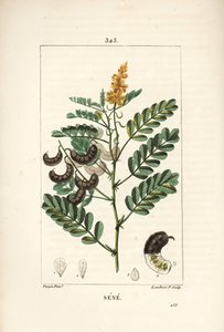 Sene - Alexandrian senna, Senna alexandrina, with flower, leaf, stalk and seed. Handcoloured stipple copperplate engraving by Lambert Junior from a drawing by Pierre Jean-Francois Turpin from Chaumeton, Poiret and Chamberet