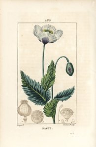 النوم الخشخاش أو خشخاش الأفيون أو خشخاش الحديقة - حديقة أو خشخاش الأفيون ، Papaver somniferum ، مع الزهور وأوراق الشجر والبذور. نقش على لوح نحاسي ملون يدويًا بواسطة لامبرت جونيور من رسم بيير جان فرانسوا توربين من شوميتون وبوارت وسي.