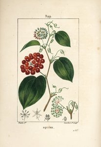 Smilax Variety - الابتسامة الصينية ، Smilax china ، بالزهور ، المحلاق ، الأوراق ، والفاكهة. نقش على لوح نحاسي ملون يدويًا بواسطة لامبرت جونيور من رسم بيير جان فرانسوا توربين من شوميتون وبوارت و "" لا فلور ميديكال "لشامبرت" بواسطة بيير جان فرانسوا توربين
