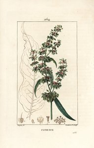 Spinard sorrel ou patience des moines - حوض الصبر ، Rumex patientia ، مع الزهرة والساق والأوراق ومخطط البذور والأوراق. نقش على لوح نحاسي ملون يدويًا بواسطة لامبرت جونيور من رسم بيير جان فرانسوا توربين من شوميتون وبوارت و بواسطة بيير جان فرانسوا توربين
