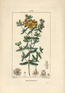نبتة سانت جون ، نبتة سانت جون أو نبتة سانت جون - نبتة سانت جون المثقبة ، Hypericum perforatum. نقش على لوح نحاسي ملون يدويًا بواسطة لامبرت جونيور من رسم بيير جان فرانسوا توربين من شوميتون وبوارت وشامبر بواسطة بيير جان فرانسوا توربين