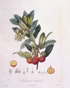 شجرة الفراولة (Arbutus unedo) ، Henry Louis Duhamel du Monceau ، لوحة نباتية بقلم بيير جان فرانسوا توربين