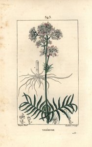 Valeriane of the hills or Valeriane with small leaves - Valerian, Valeriana officinalis, with flower, leaf, stem and root. Handcoloured stipple copperplate engraving by Lambert Junior from a drawing by Pierre Jean-Francois Turpin from Chaumeton, Poiret and بواسطة بيير جان فرانسوا توربين