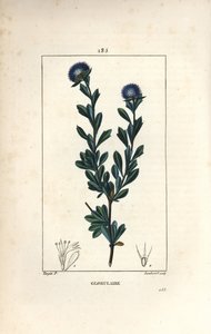 متنوع كروي - كروي ذو ثلاث أسنان مرققة ، Globularia fruticosa. نقش على لوح نحاسي منقوش يدويًا بواسطة لامبرت جونيور من رسم بيير جان فرانسوا توربين من شوميتون وبوارت و "" لا فلور ميديكال "لشامبيرت" ، "باريس ، بانك بواسطة بيير جان فرانسوا توربين
