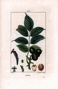 غصن الجوز مع المكسرات - شجرة الجوز ، Juglans regia ، مع الغصن ، الأوراق ، الفاكهة الناضجة ، الجوز في القشرة وفي القسم. نقش على لوح نحاسي ملون يدويًا بواسطة لامبرت جونيور من رسم بيير جان فرانسوا توربين من شوميتون ، بوارت وتشامبر بواسطة بيير جان فرانسوا توربين