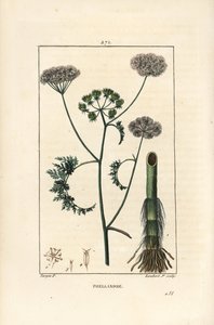 شجر الماء أو الشوكران المائي ، Oenanthe aquatica (Phellandrium aquatica) ، مع الزهور والأوراق والساق والجذر. نقش على لوح نحاسي منقوش يدويًا بواسطة لامبرت جونيور من رسم بيير جان فرانسوا توربين من شوميتون وبوارت وشامبيرت بواسطة بيير جان فرانسوا توربين